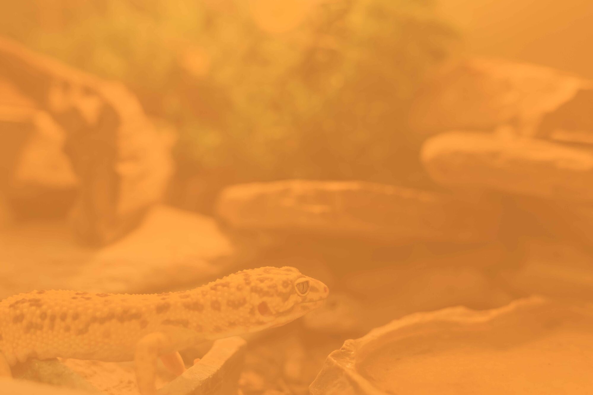 Lire la suite à propos de l’article Soigneur animalier en parc zoologique