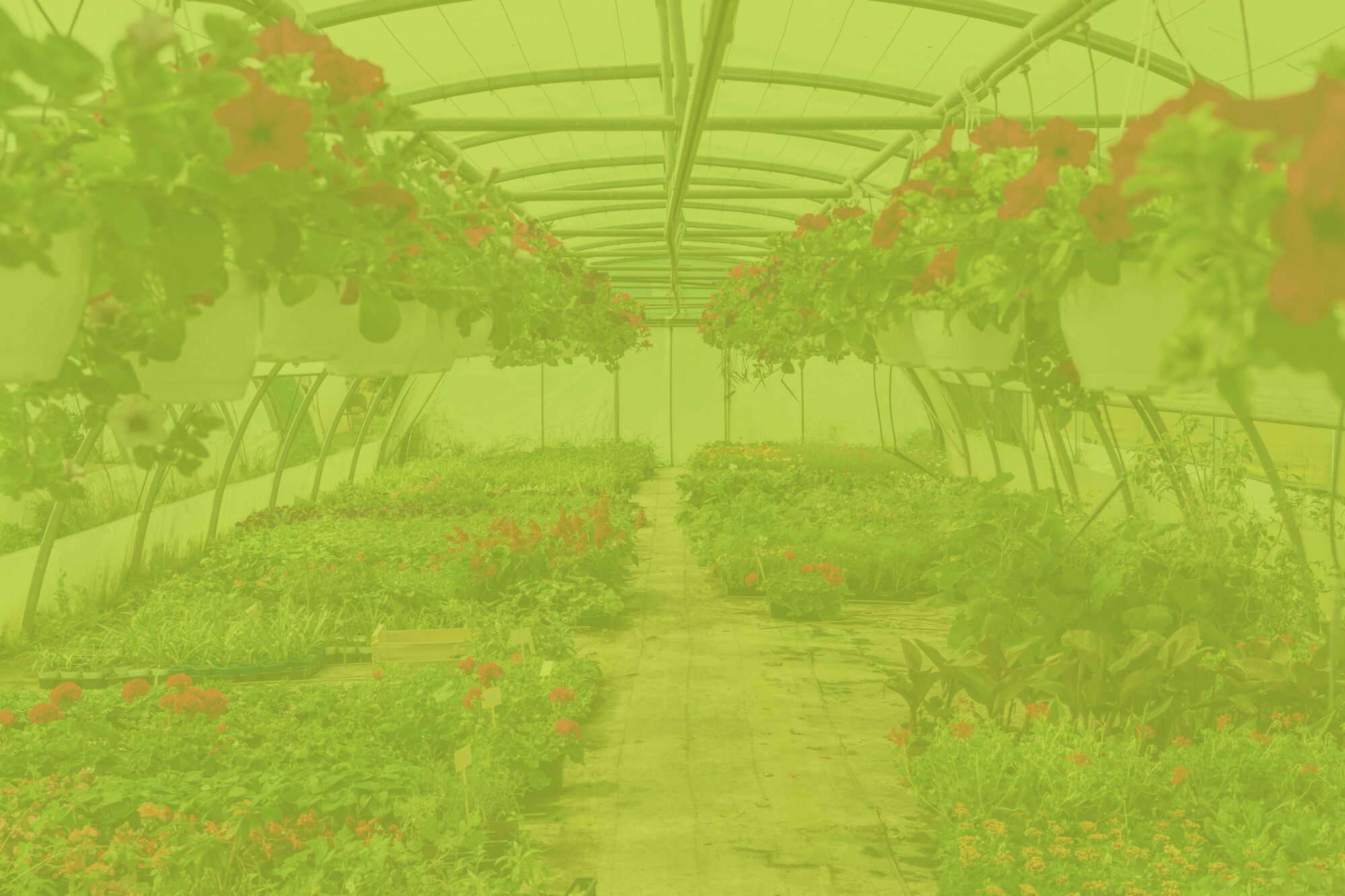 Lire la suite à propos de l’article CAPa Productions Horticoles Option productions légumières, maraichage, floriculture et pépinière d&rsquo;ornement et fruitière