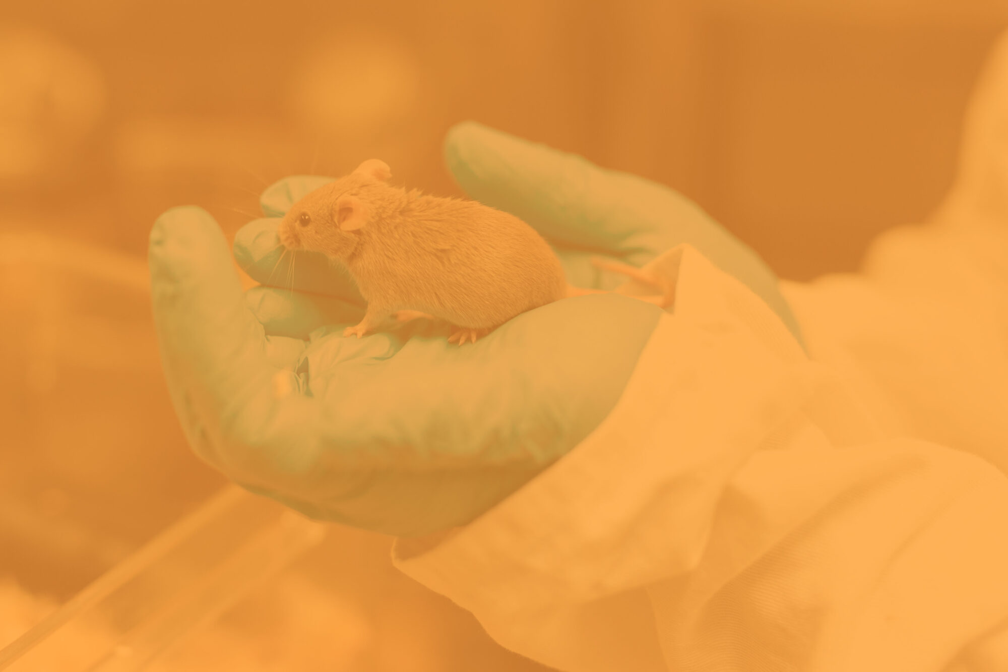 Lire la suite à propos de l’article BP Technicien Animalier en Unité d’Expérimentation (TAUE)